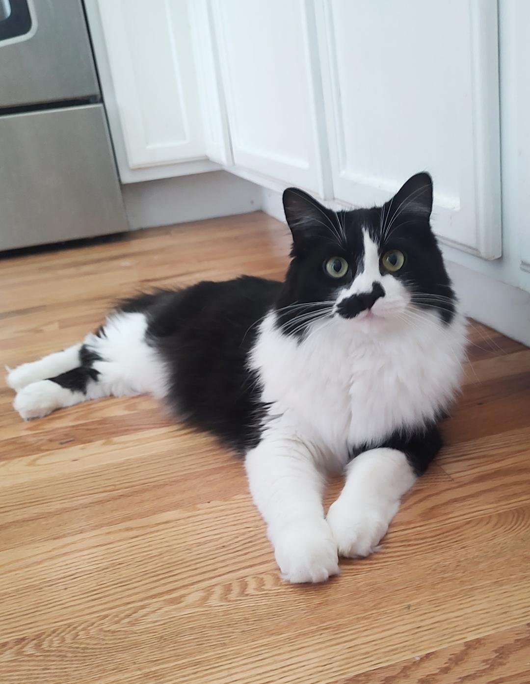 Miss Mustachio, a Adoptable Domestic Medium Hair in Pasco, WA image 4/6