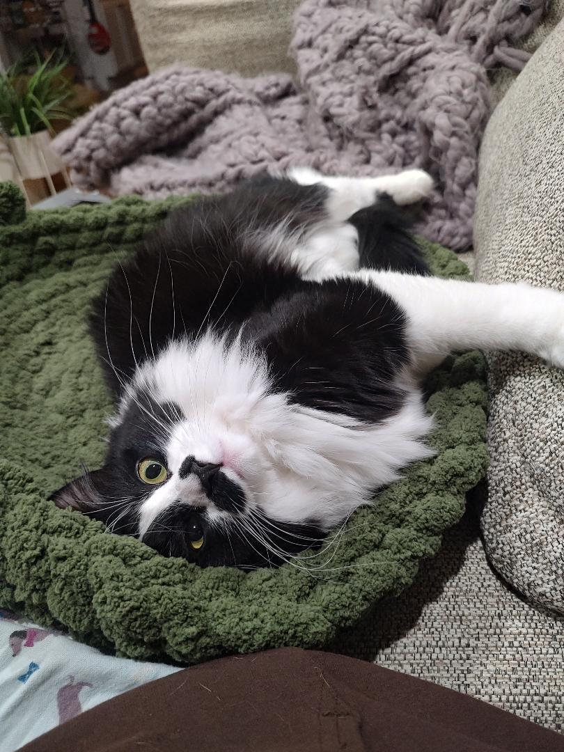 Miss Mustachio, a Adoptable Domestic Medium Hair in Pasco, WA image 5/6