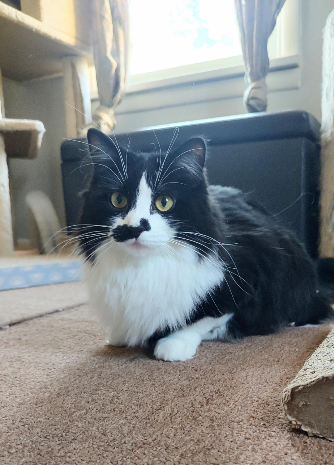 Miss Mustachio, a Adoptable Domestic Medium Hair in Pasco, WA image 6/6