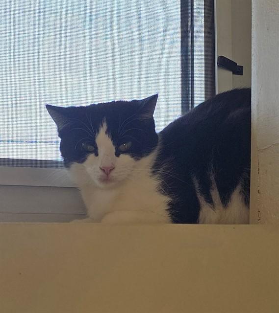 BLUEBERRY MUFFIN, Adoptable, Young Female Domestic Short Hair.