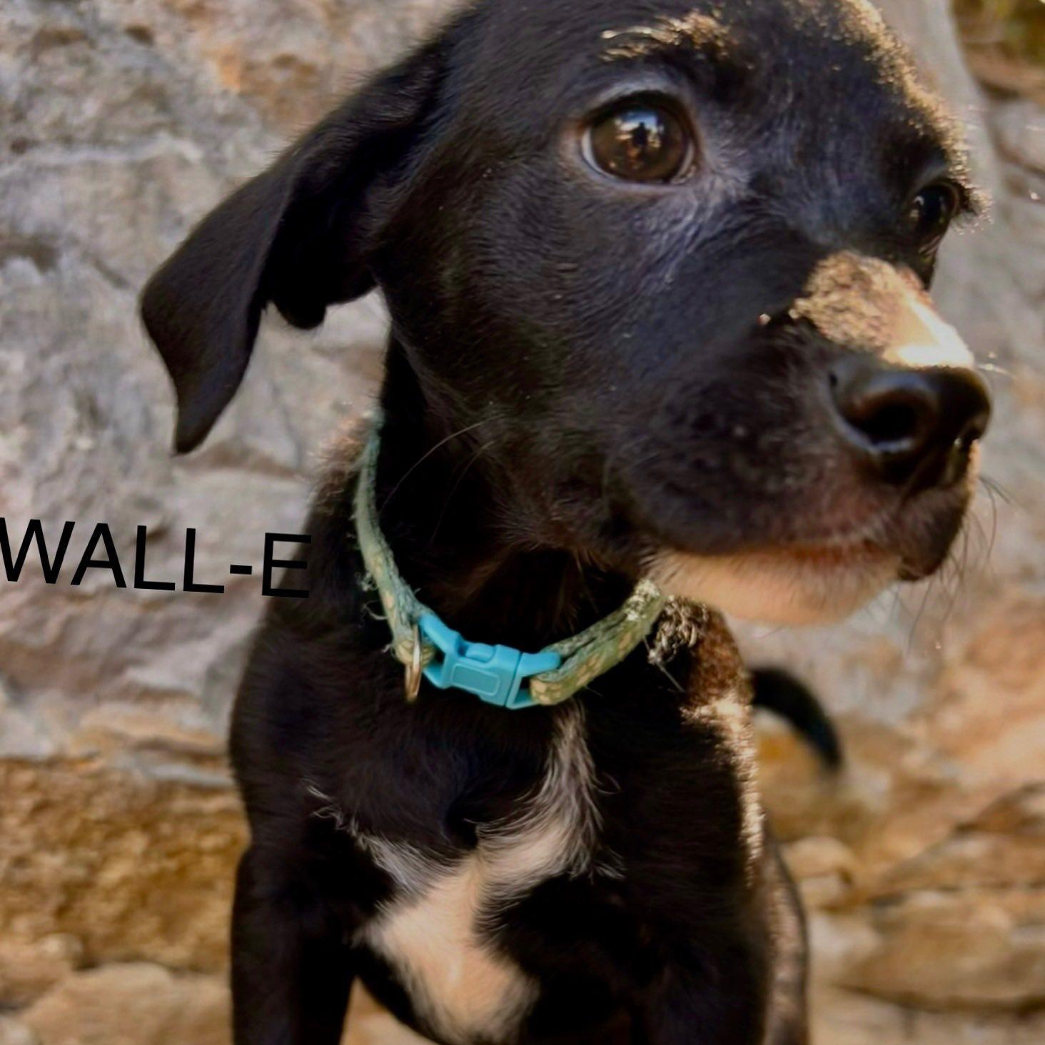 Wall-E