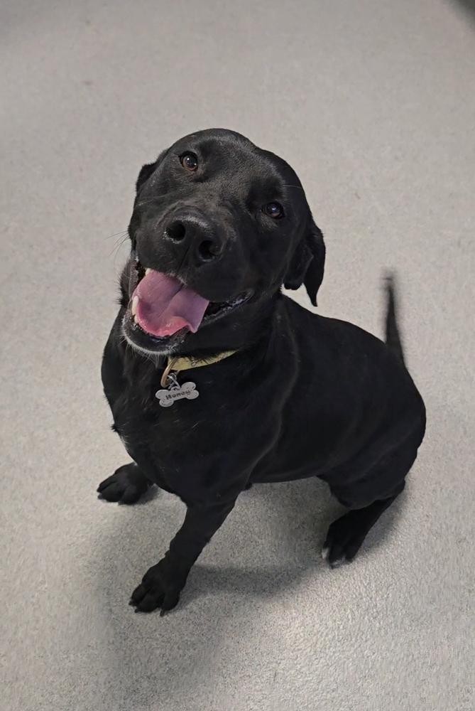 Honey, a Adoptable Labrador Retriever in Wellington, KS image 1/6
