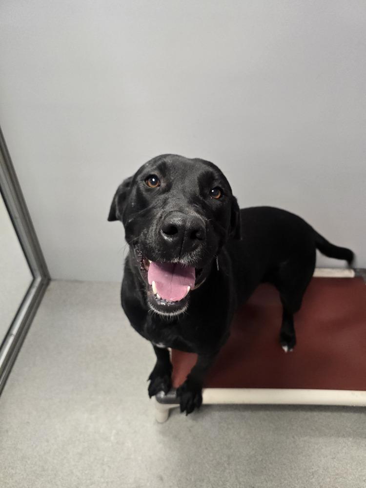 Honey, a Adoptable Labrador Retriever in Wellington, KS image 2/6
