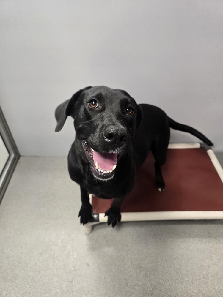 Honey, a Adoptable Labrador Retriever in Wellington, KS image 3/6