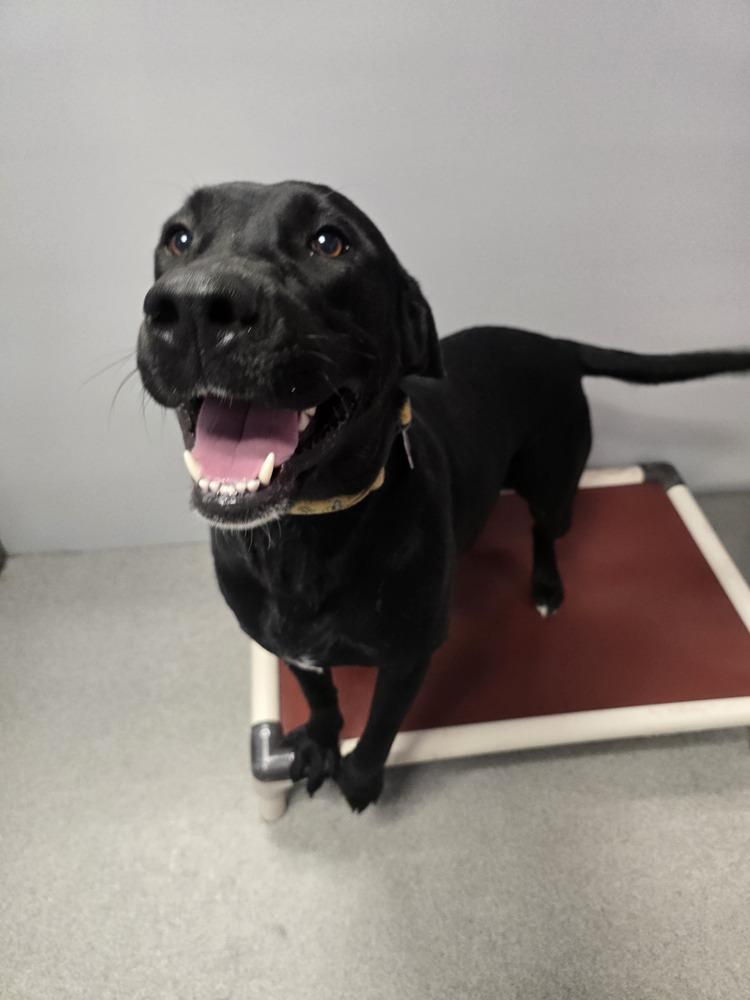 Honey, a Adoptable Labrador Retriever in Wellington, KS image 4/6
