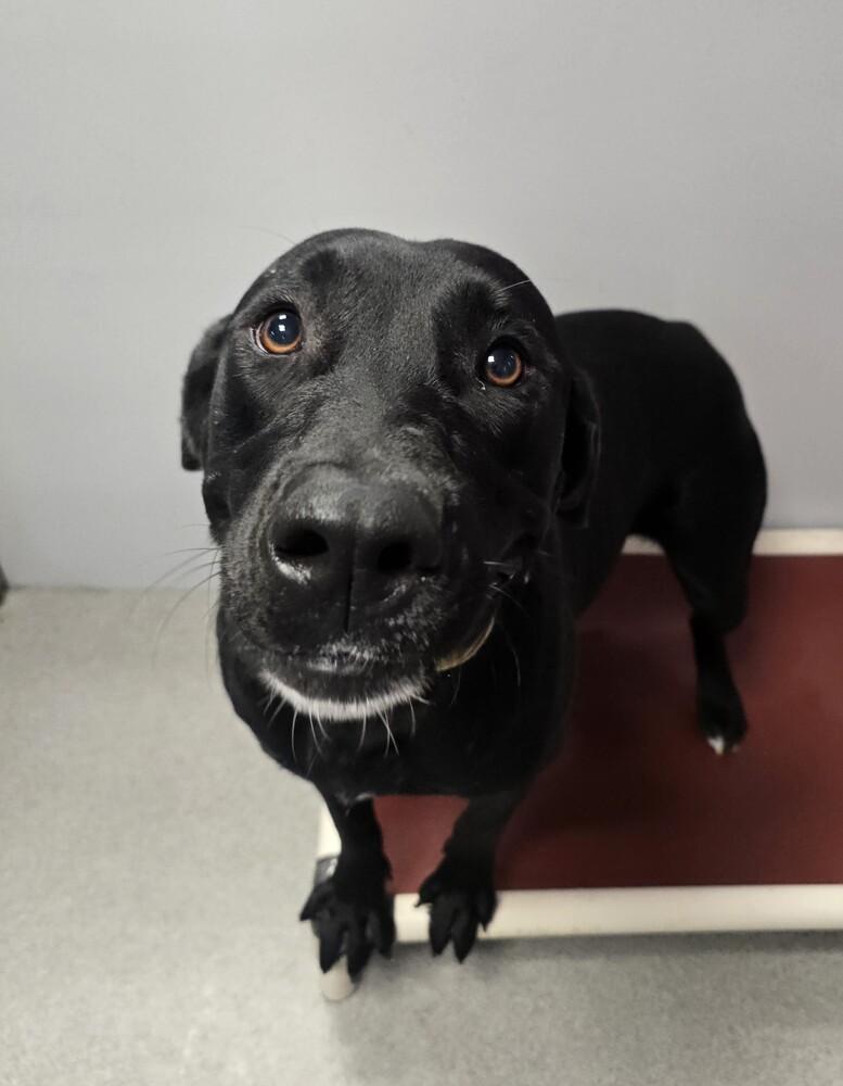 Honey, a Adoptable Labrador Retriever in Wellington, KS image 5/6