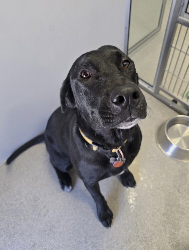 Honey, a Adoptable Labrador Retriever in Wellington, KS image 6/6