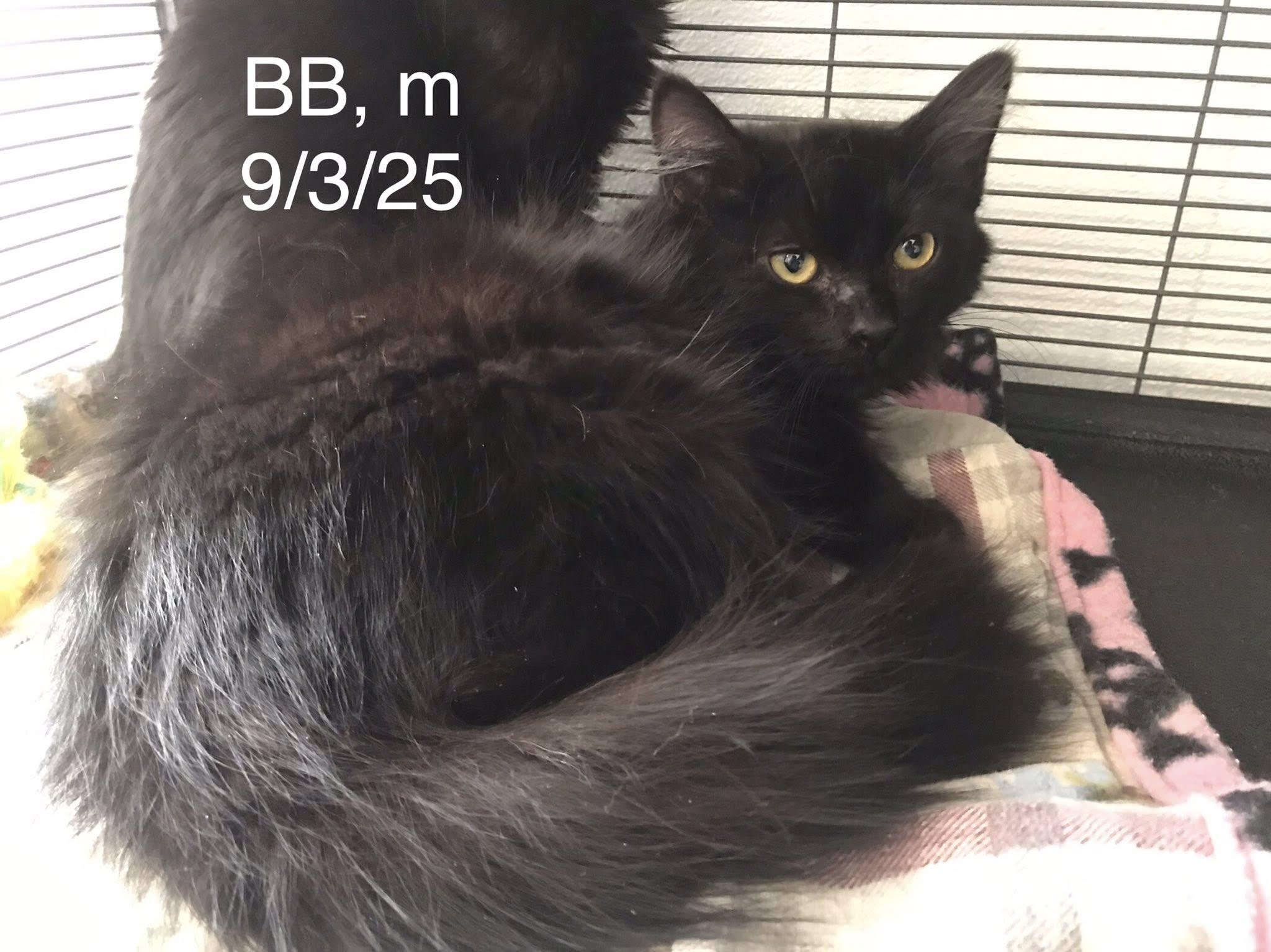 Enlarge BB, a Adoptable Domestic Long Hair in Gouverneur, NY image 1/1