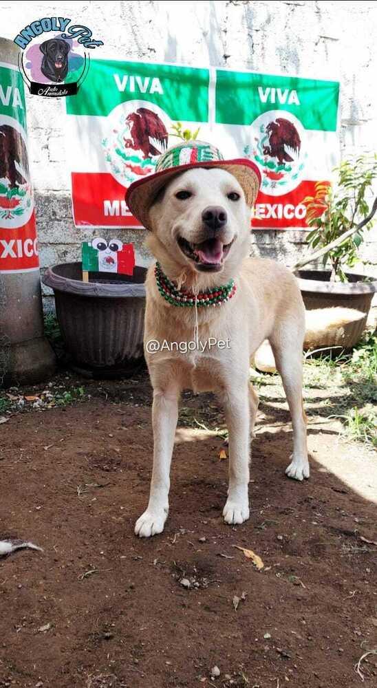 Enlarge TAY TAY, a Adoptable mixed breed in Langley, BC image 1/6
