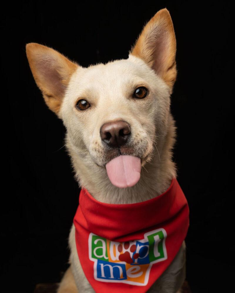 TAY TAY, Adoptable, Young Female Jindo.