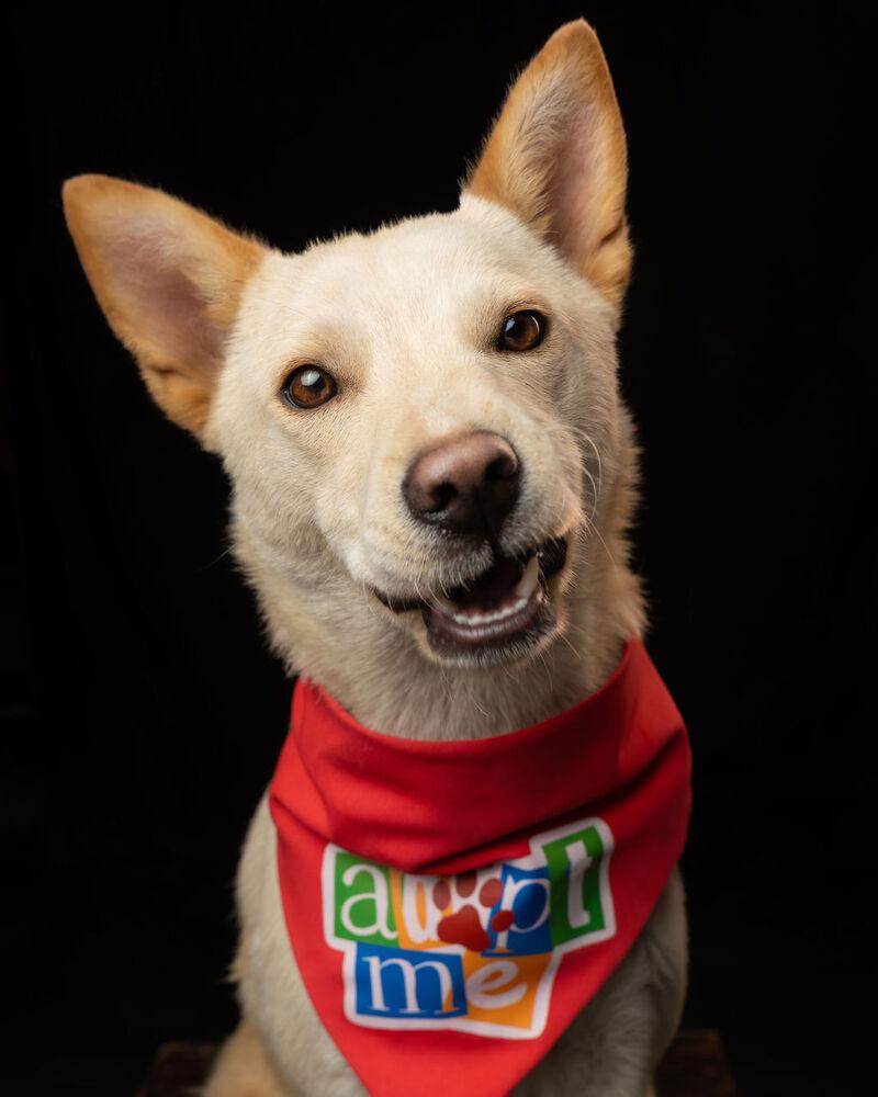 TAY TAY, Adoptable, Young Female Jindo.