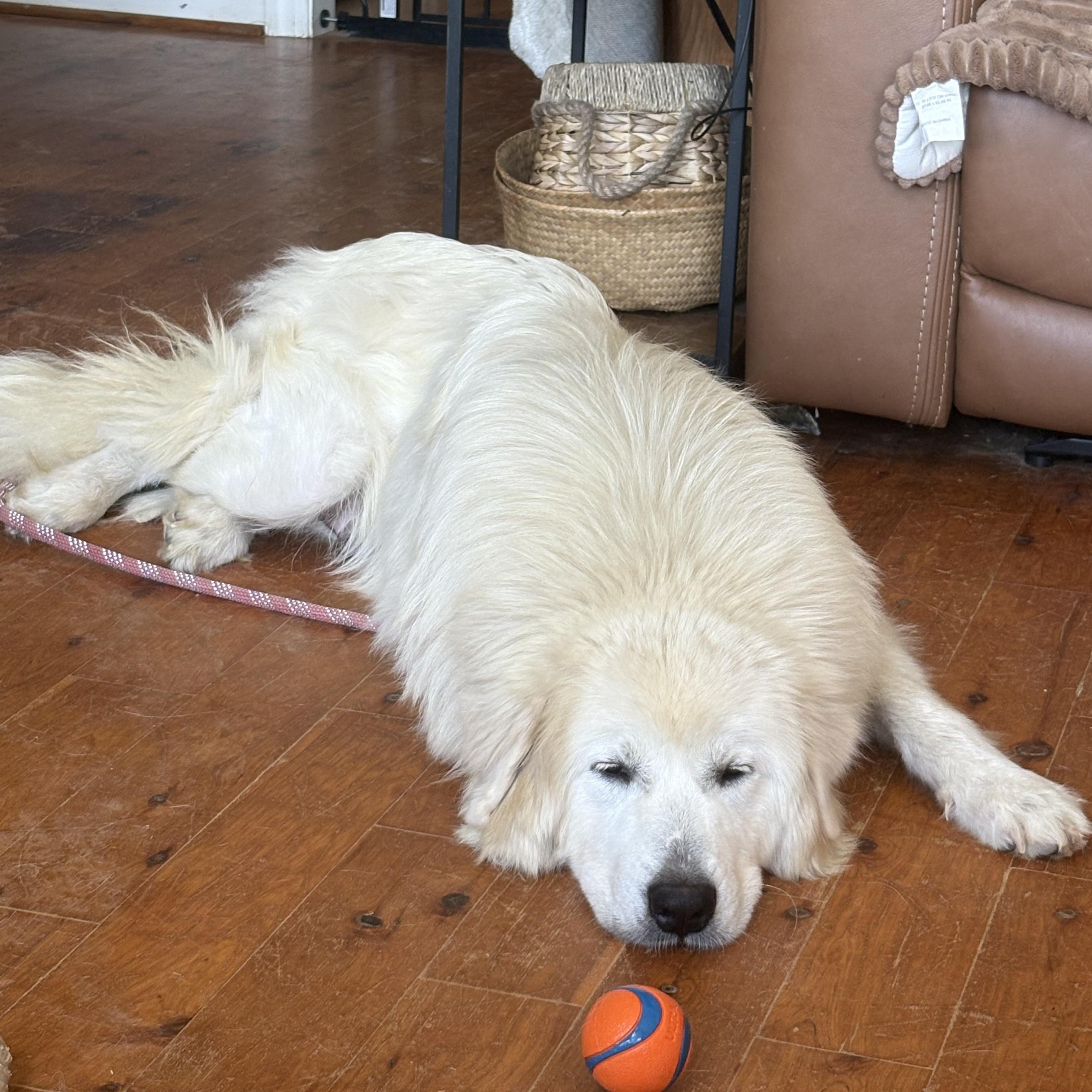 Enlarge Ambrosia, a ADOPTABLE Great Pyrenees in Pittsboro, NC image 5/6