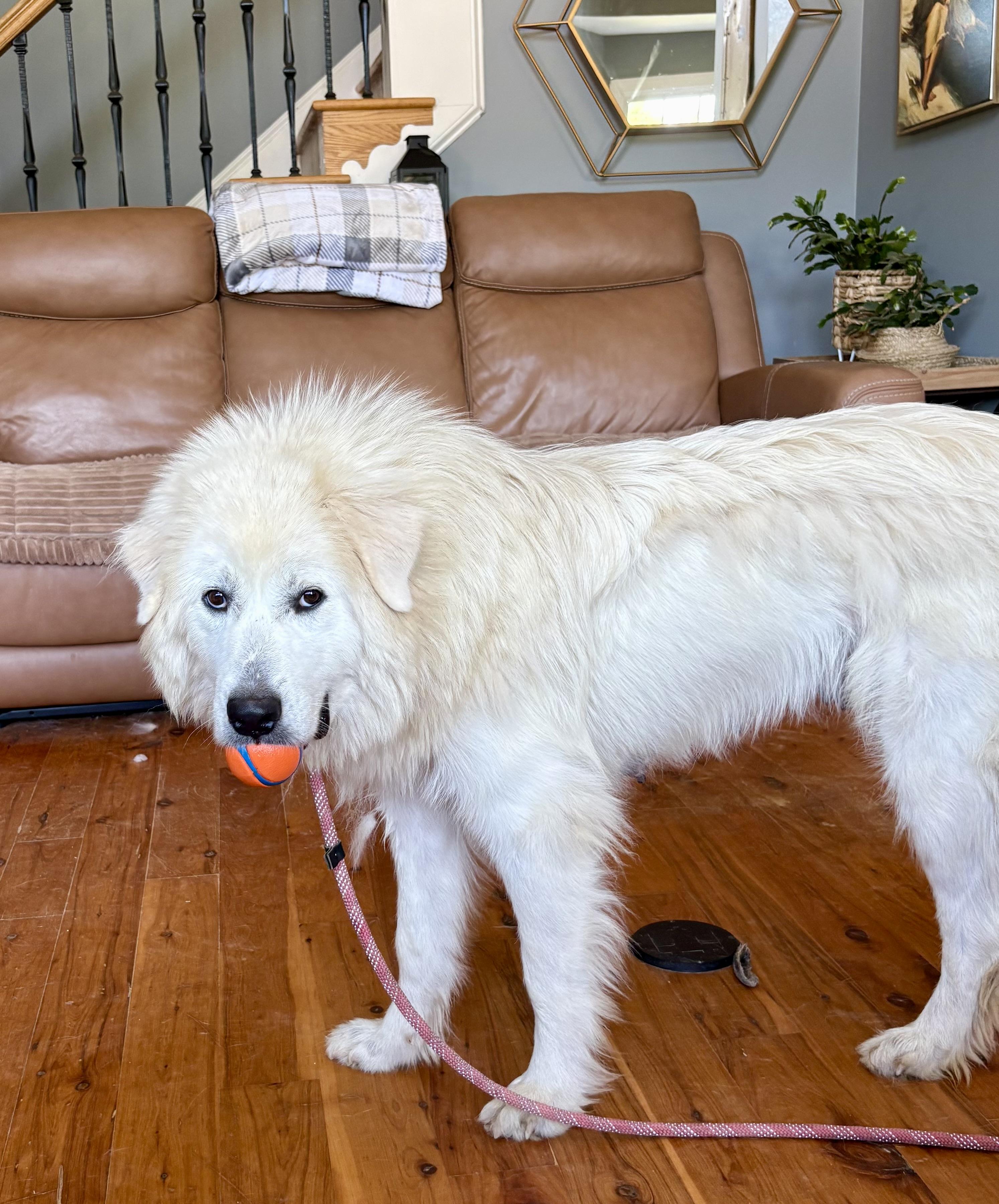 Enlarge Ambrosia, a ADOPTABLE Great Pyrenees in Pittsboro, NC image 4/6