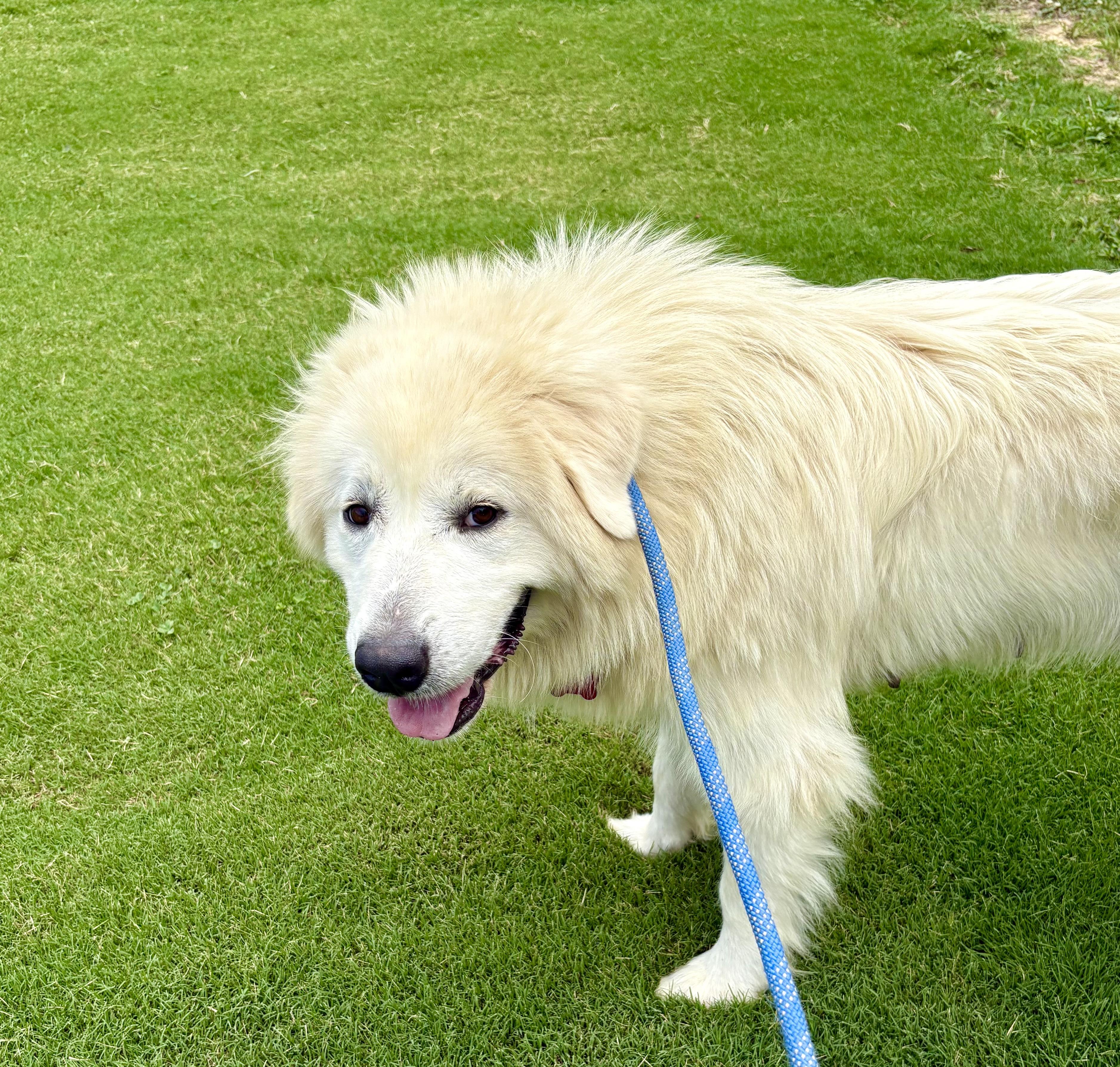 Enlarge Ambrosia, a ADOPTABLE Great Pyrenees in Pittsboro, NC image 6/6