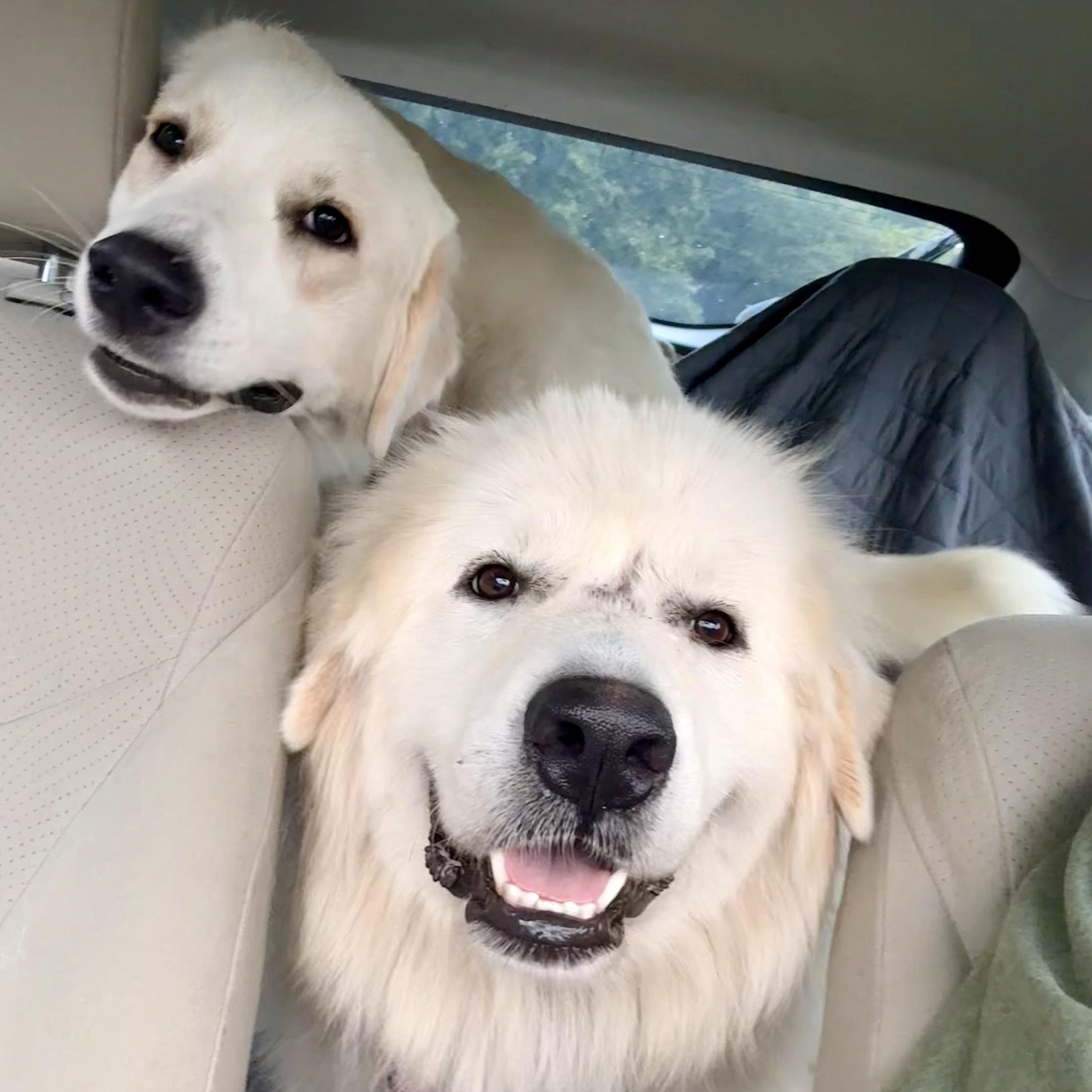 Enlarge Ambrosia, a ADOPTABLE Great Pyrenees in Pittsboro, NC image 2/6