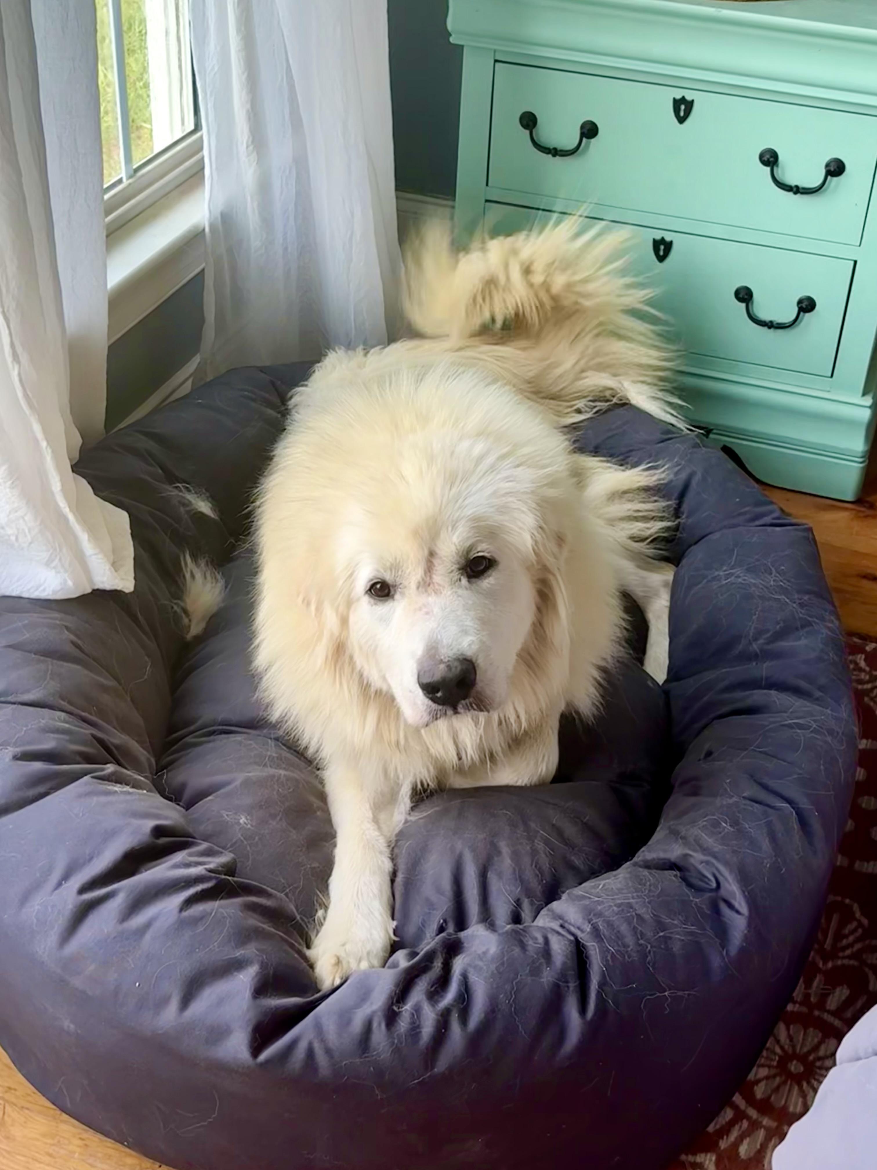 Enlarge Ambrosia, a ADOPTABLE Great Pyrenees in Pittsboro, NC image 3/6