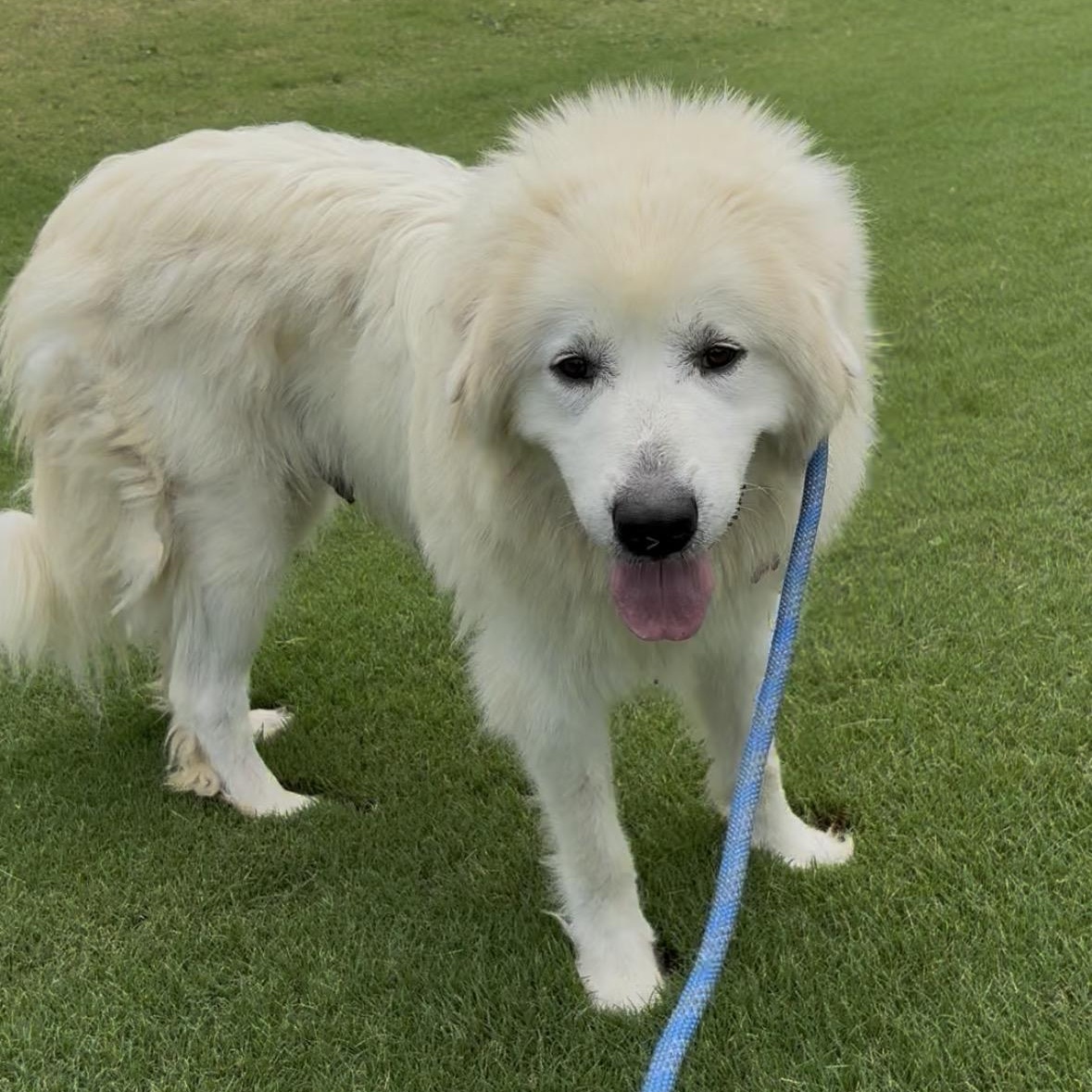 Ambrosia, ADOPTABLE, Adult Female Great Pyrenees.