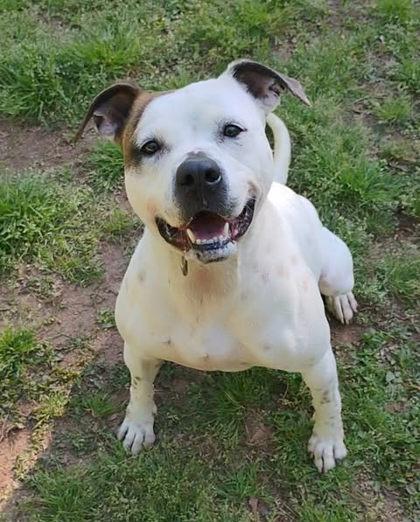 Heaven, Adoptable, Adult Female Mixed Breed & Mixed Breed.