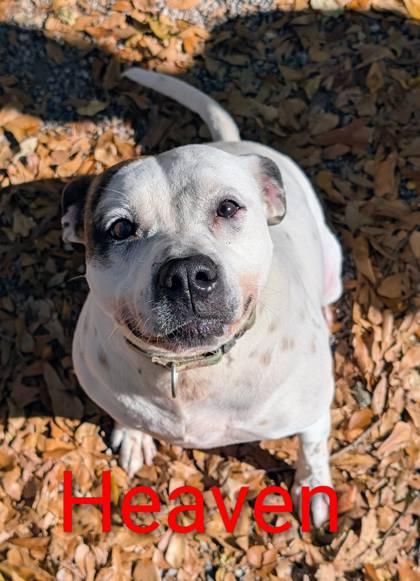 Heaven, Adoptable, Adult Female Mixed Breed & Mixed Breed.