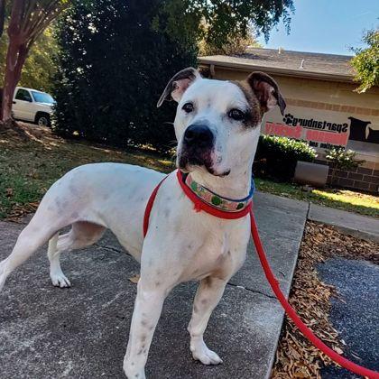 Heaven, Adoptable, Adult Female Mixed Breed & Mixed Breed.
