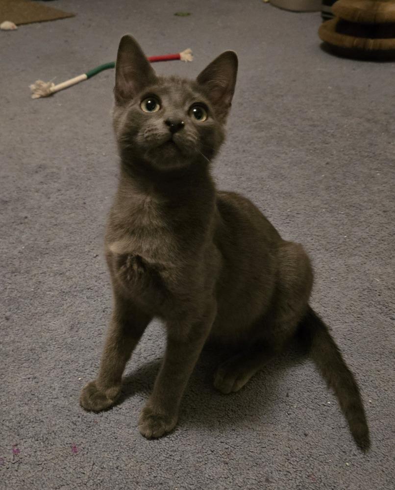 Enlarge Aera, a Adoptable Domestic Short Hair in Duxbury, MA image 2/5