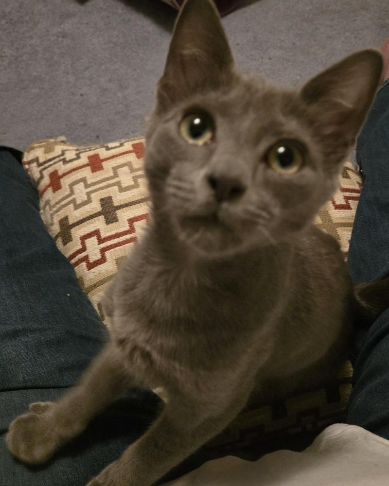 Enlarge Aera, a Adoptable Domestic Short Hair in Duxbury, MA image 4/5