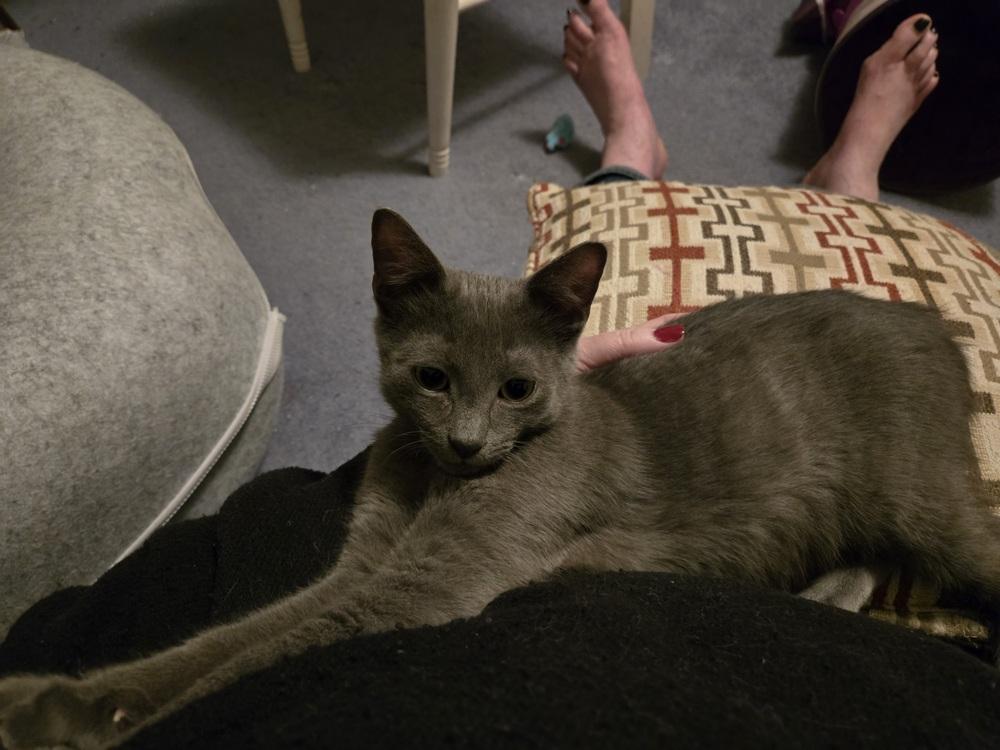 Enlarge Aera, a Adoptable Domestic Short Hair in Duxbury, MA image 5/5