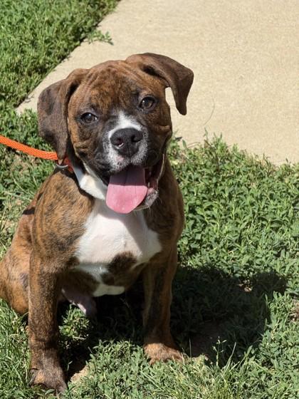 Buster, Adoptable, Young Male Boxer & American Bulldog.