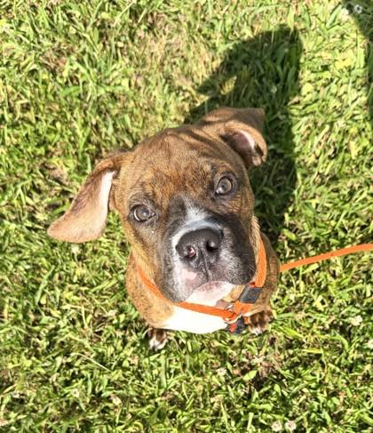 Buster, a Adoptable mixed breed in Quakertown, PA image 2/3