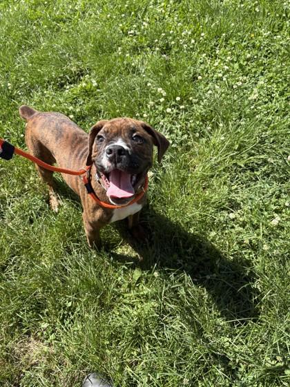Buster, a Adoptable mixed breed in Quakertown, PA image 3/3
