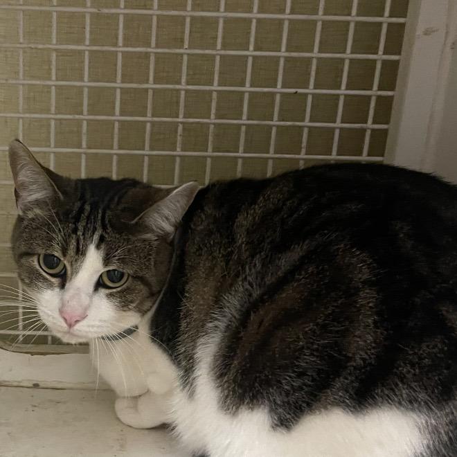 Cooper, Adoptable, Adult Male Domestic Short Hair.