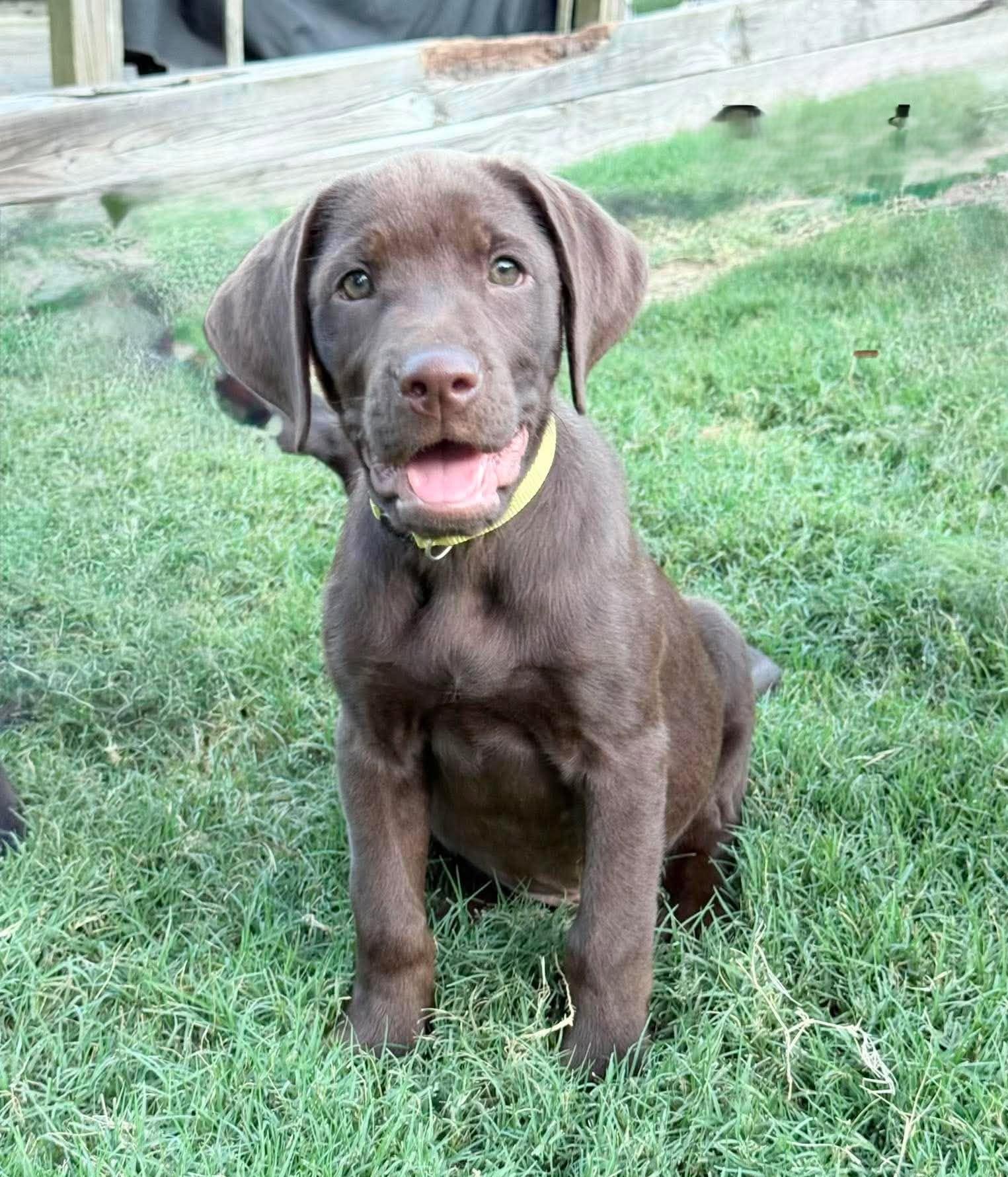 Dustin, adopted, Puppy Male Mixed Breed.