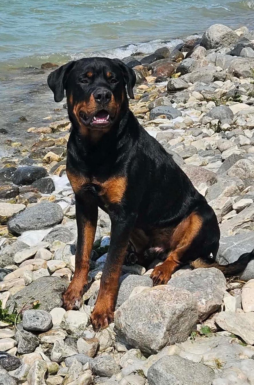 Enlarge Brutty, an adoptable Rottweiler in Winnipeg, MB image 2/2