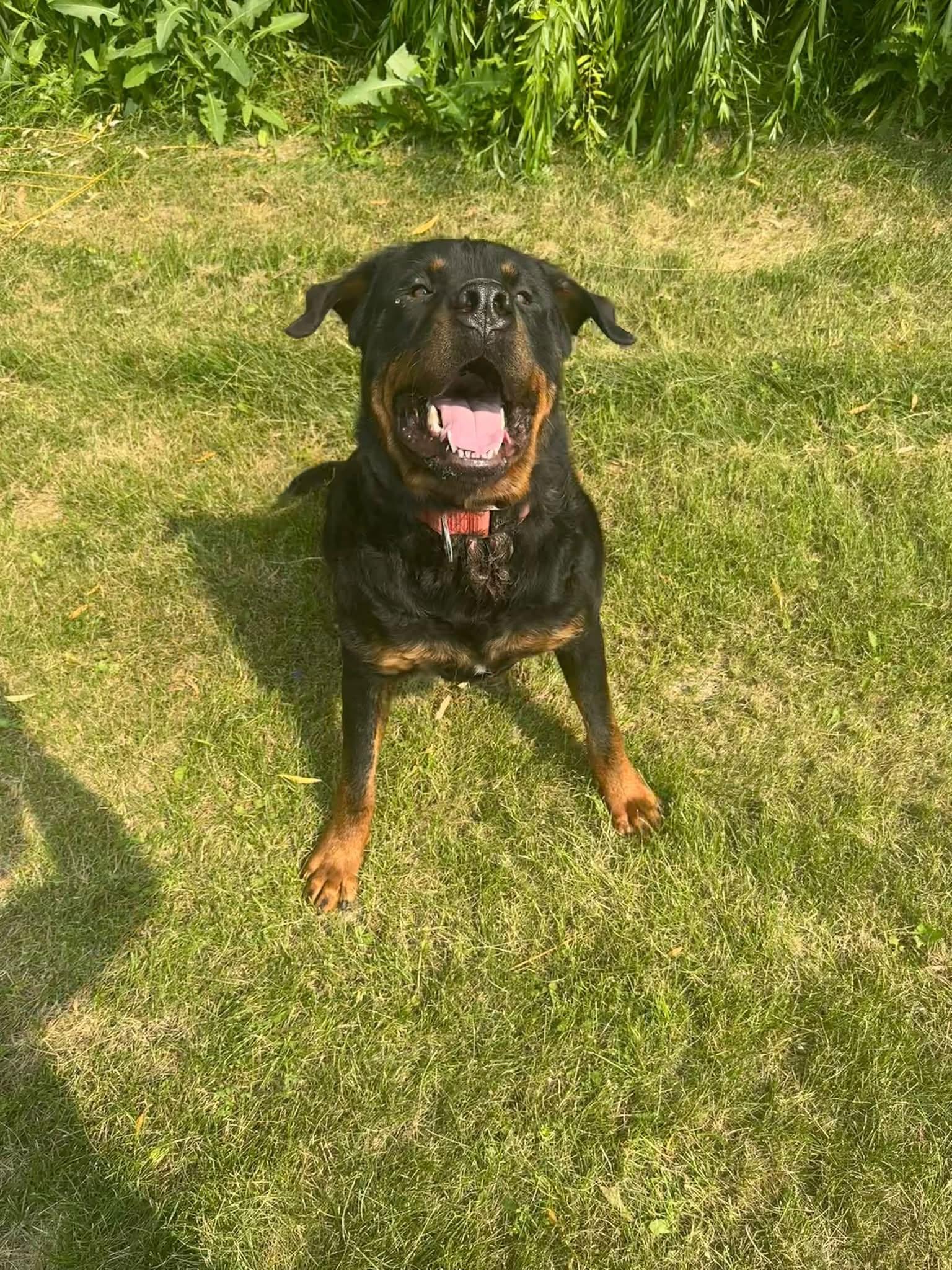 Enlarge Brutty, an adoptable Rottweiler in Winnipeg, MB image 1/2