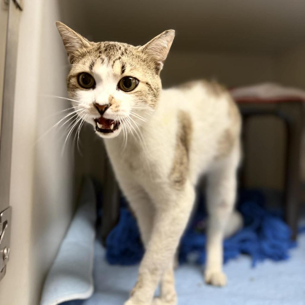 Stripes, Adoptable, Adult Male Domestic Short Hair & Domestic Short Hair.