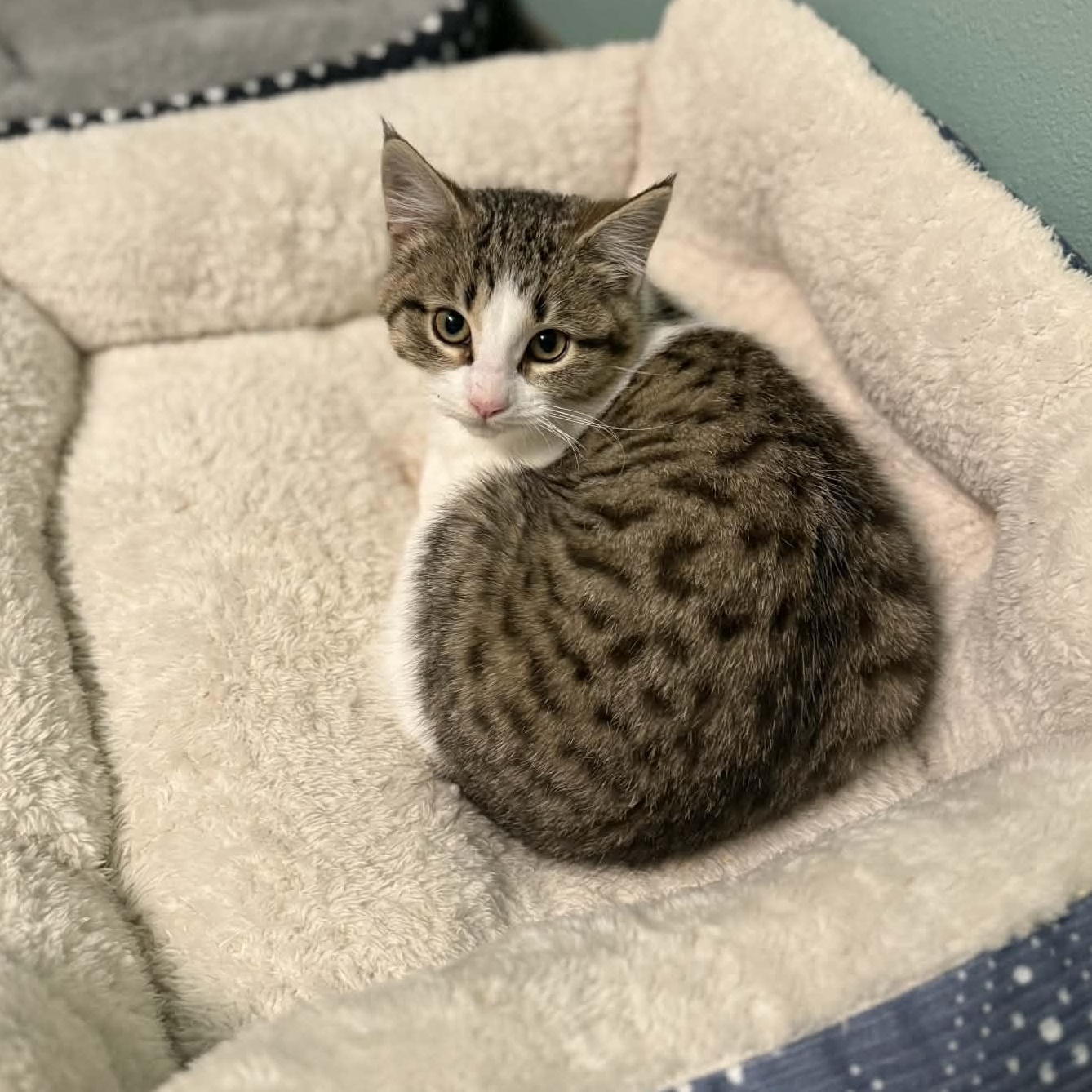 Sally, ADOPTABLE, Kitten Female Domestic Short Hair.