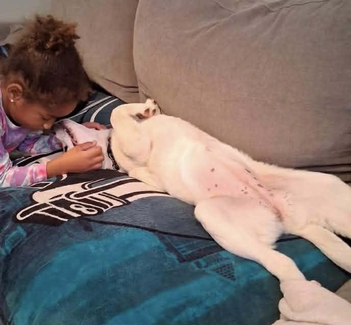 Primrose, Adoptable, Young Female Beagle & Hound.