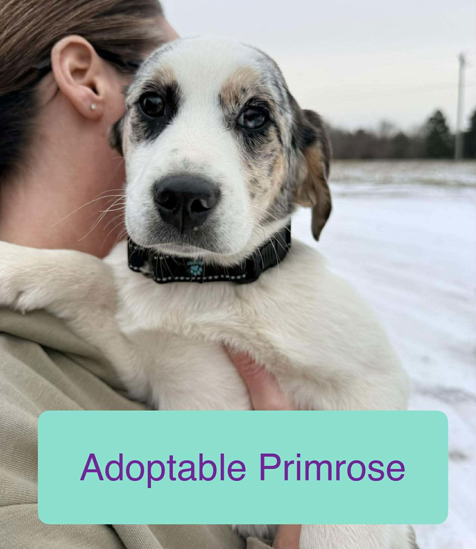 Enlarge Primrose, a Adoptable mixed breed in Roxboro, NC image 2/3