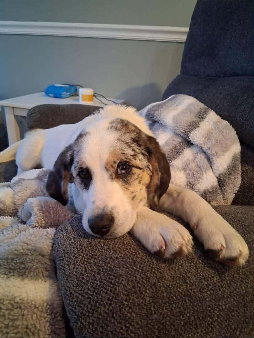 Enlarge Primrose, a Adoptable mixed breed in Roxboro, NC image 3/3