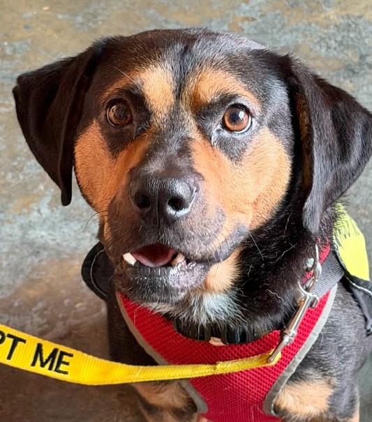 Enlarge Buddy - IN FOSTER HOME - AVAILABLE TO ADOPT, a Adoptable mixed breed in Clayton, NC image 4/6