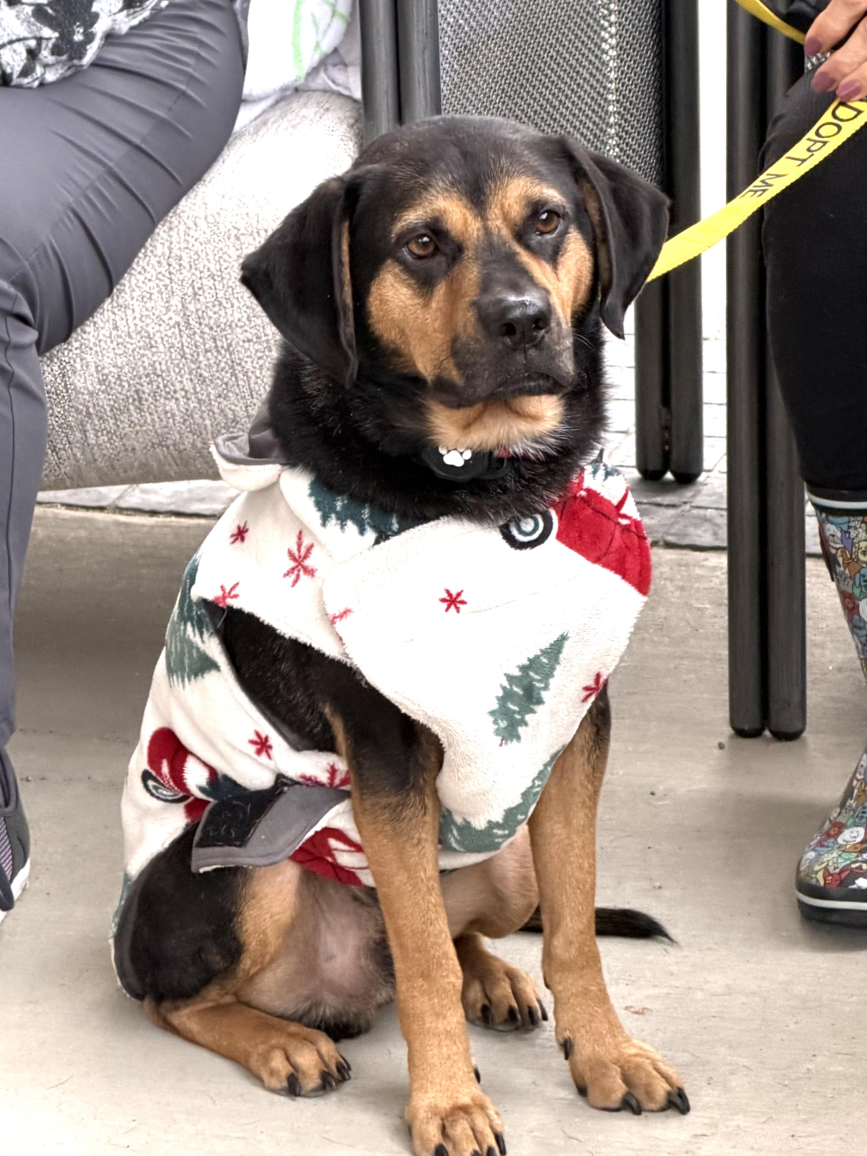 Enlarge Buddy - IN FOSTER HOME - AVAILABLE TO ADOPT, a Adoptable mixed breed in Clayton, NC image 1/6