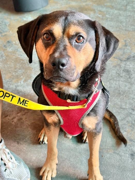 Enlarge Buddy - IN FOSTER HOME - AVAILABLE TO ADOPT, a Adoptable mixed breed in Clayton, NC image 5/6