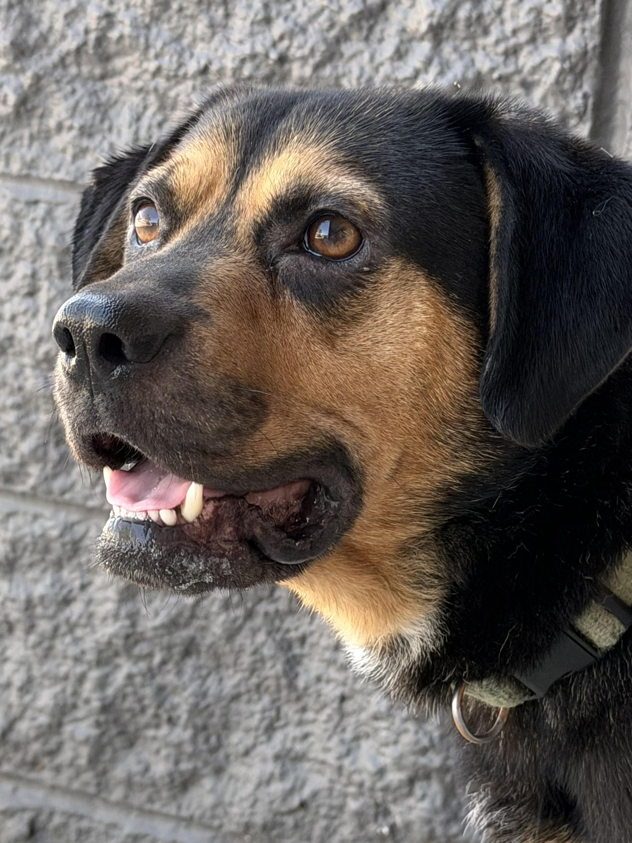 Buddy - AVAILABLE TO FOSTER OR ADOPT, ADOPTABLE, Adult Male Beagle & Rottweiler.