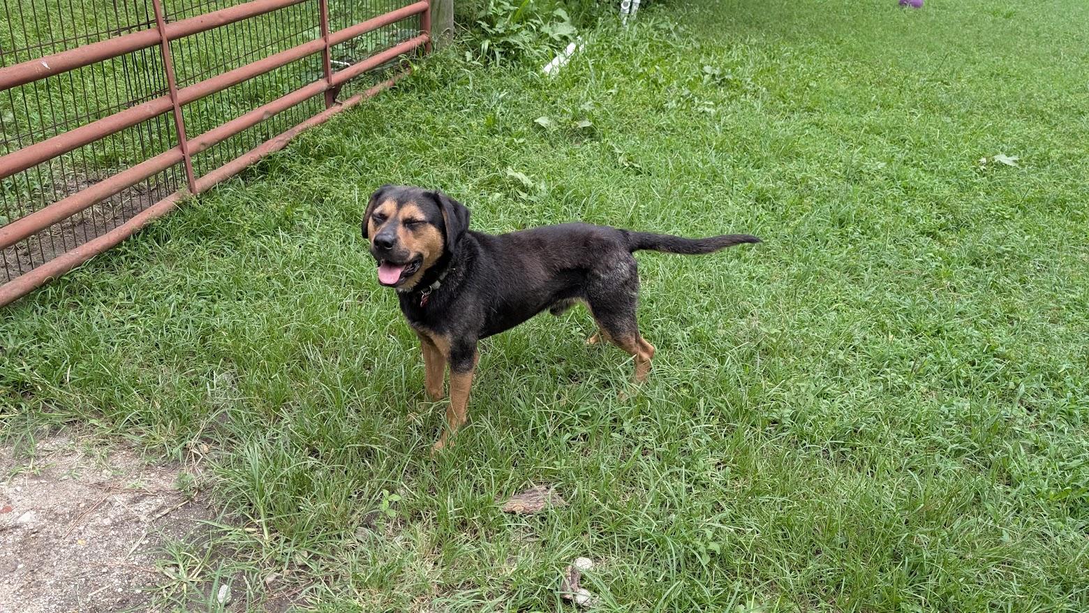 Enlarge Buddy - AVAILABLE TO FOSTER OR ADOPT, a ADOPTABLE mixed breed in Clayton, NC image 5/6