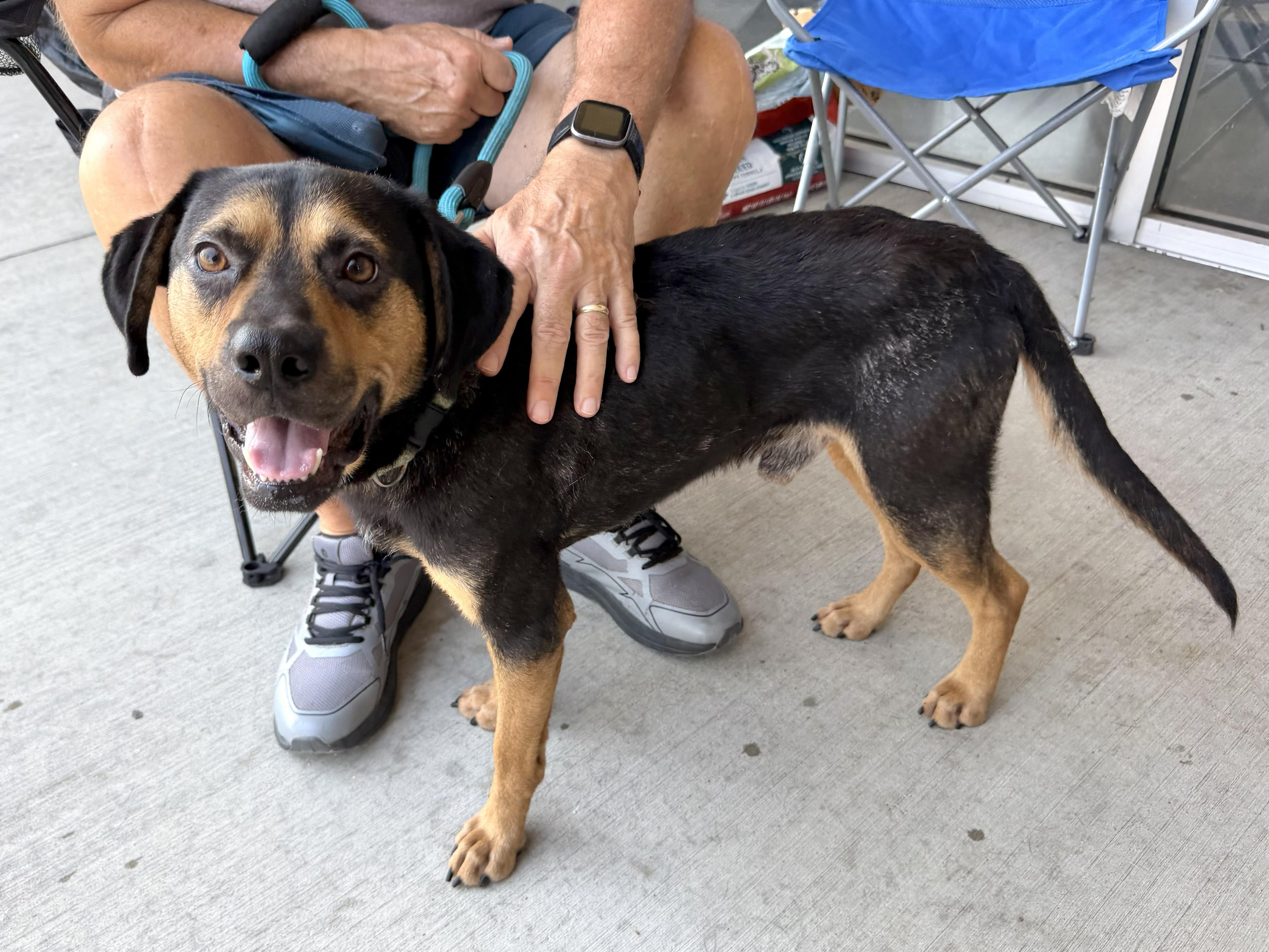 Enlarge Buddy - AVAILABLE TO FOSTER OR ADOPT, a ADOPTABLE mixed breed in Clayton, NC image 3/6
