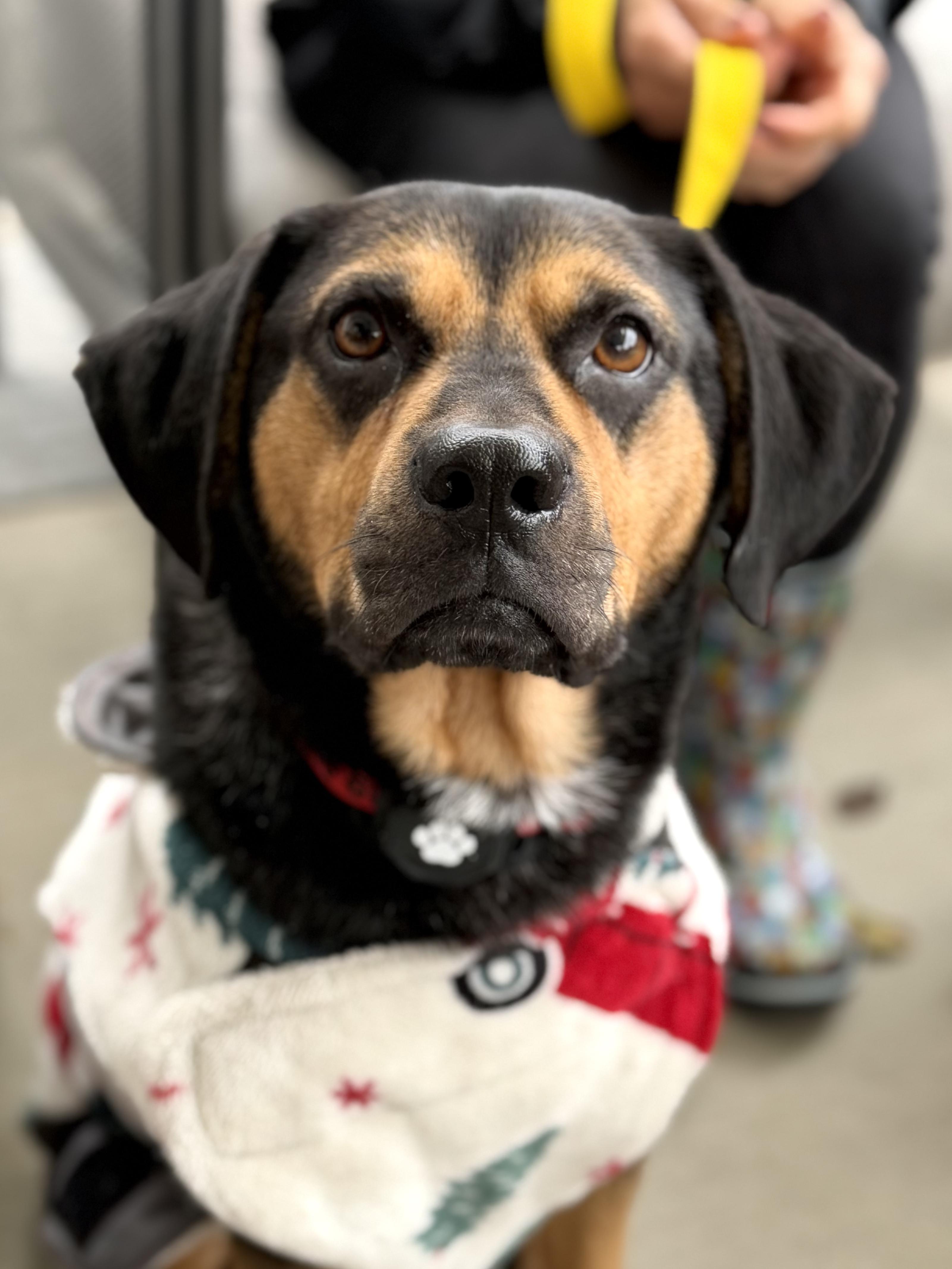 Enlarge Buddy - IN FOSTER HOME - AVAILABLE TO ADOPT, a Adoptable mixed breed in Clayton, NC image 2/6