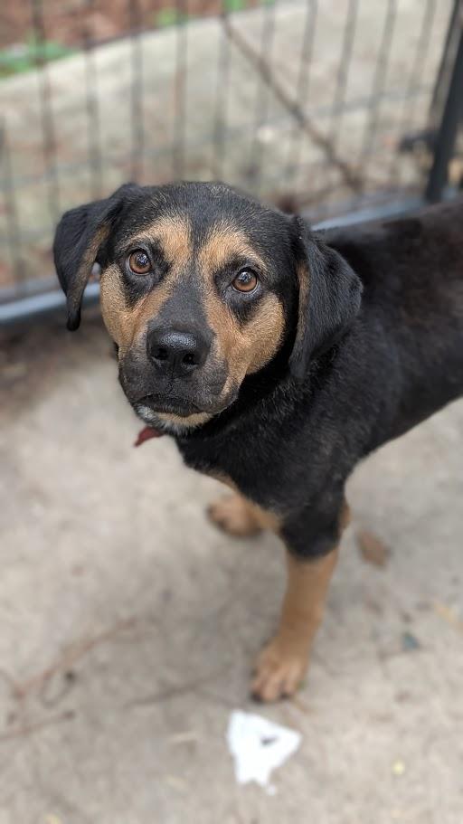 Enlarge Buddy - AVAILABLE TO FOSTER OR ADOPT, a ADOPTABLE mixed breed in Clayton, NC image 2/6
