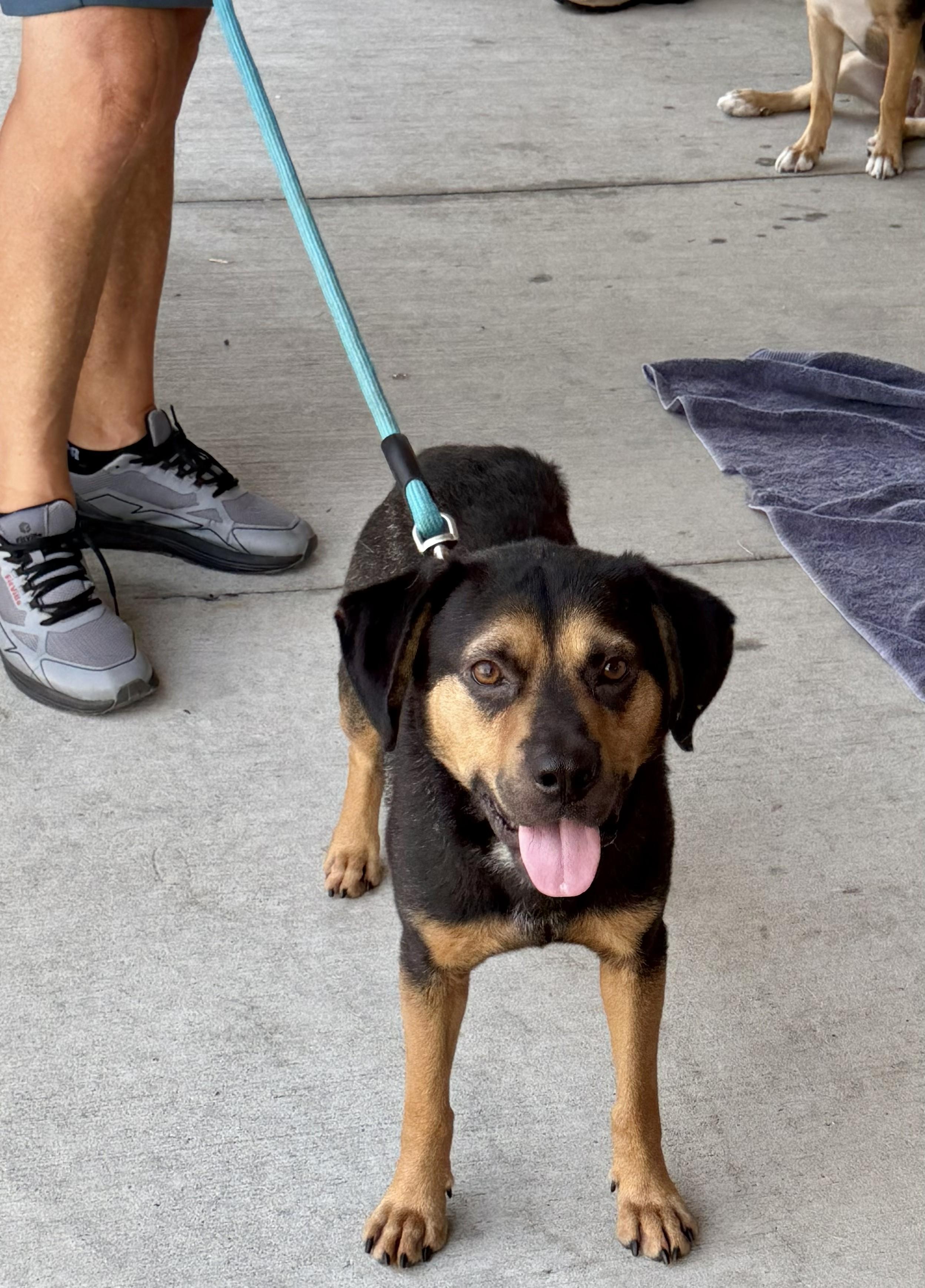 Enlarge Buddy - AVAILABLE TO FOSTER OR ADOPT, a ADOPTABLE mixed breed in Clayton, NC image 6/6