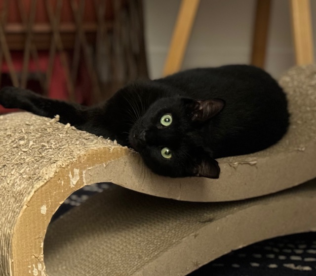 CARINO N. - BEAUTIFUL SWEET BOY, a Adoptable Domestic Short Hair in New York, NY image 5/6