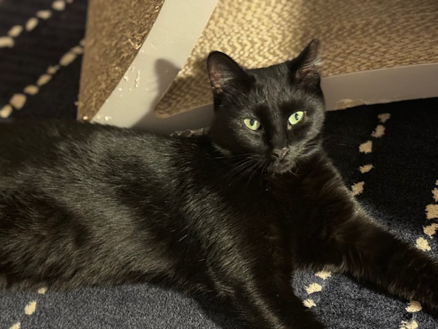 CARINO N. - BEAUTIFUL SWEET BOY, a Adoptable Domestic Short Hair in New York, NY image 3/6